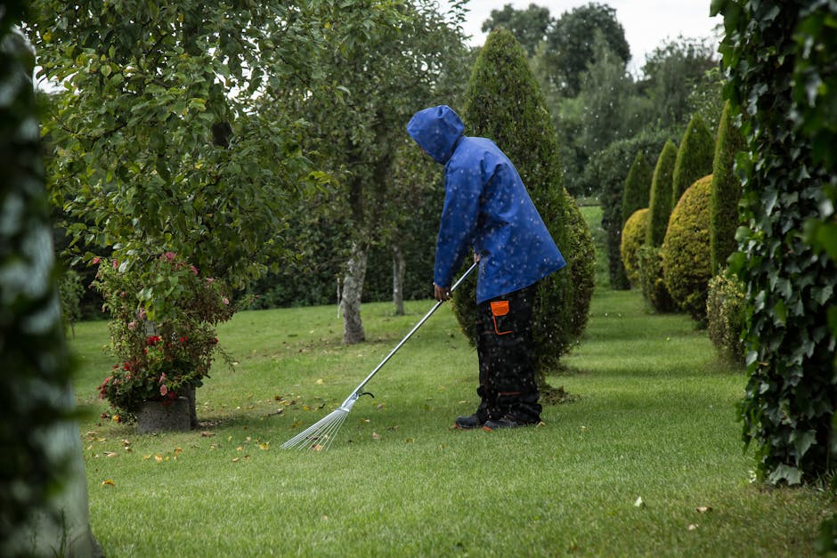 A person wearing a blue raincoat with a hood, dark trousers, and black shoes is tending to a well-maintained garden during rainy weather. They are holding a metal rake with orange accents and are in the act of raking the lush, green lawn that appears freshly mowed. The garden features neatly trimmed bushes and tall, conical-shaped evergreens lining the right side, while a variety of leafy trees and flowering shrubs are visible on the left. The wet soil and grass reflect the subdued lighting, creating a slightly glistening effect on the foliage and ground. The individual's focus on garden maintenance demonstrates routine landscape care, and the scene is framed by dense greenery, exemplifying meticulous gardening work. This setting aligns with the landscaping and outdoor care themes of the page, which discusses tips for checked and insured gardening services by Gardeners St. John's Wood.