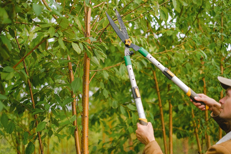 A person wearing a blue raincoat with a hood, dark trousers, and black shoes is tending to a well-maintained garden during rainy weather. They are holding a metal rake with orange accents and are in the act of raking the lush, green lawn that appears freshly mowed. The garden features neatly trimmed bushes and tall, conical-shaped evergreens lining the right side, while a variety of leafy trees and flowering shrubs are visible on the left. The wet soil and grass reflect the subdued lighting, creating a slightly glistening effect on the foliage and ground. The individual's focus on garden maintenance demonstrates routine landscape care, and the scene is framed by dense greenery, exemplifying meticulous gardening work. This setting aligns with the landscaping and outdoor care themes of the page, which discusses tips for checked and insured gardening services by Gardeners St. John's Wood.