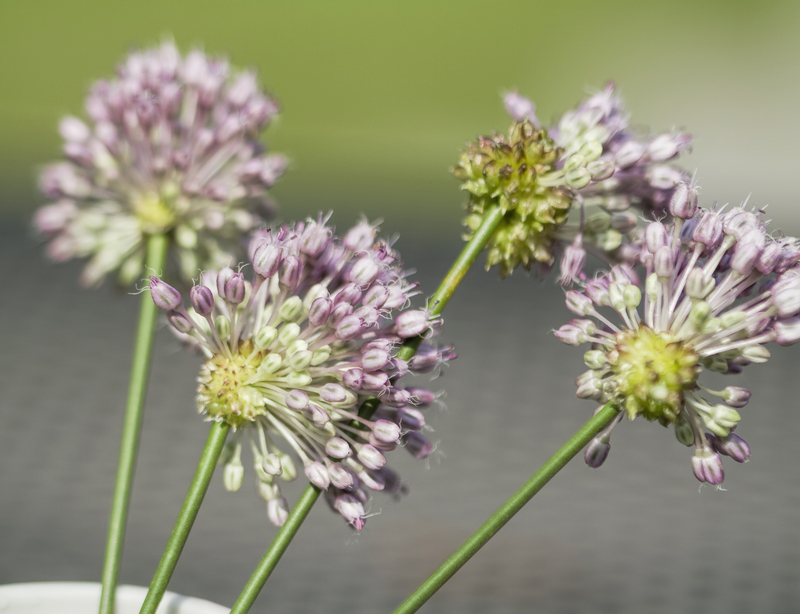 irrigation system garden